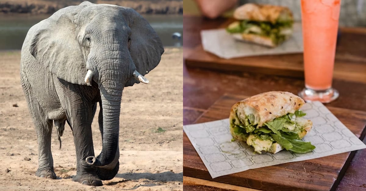 Is Central African Food Halal